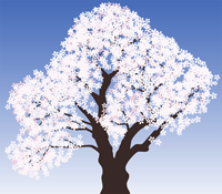 桜のフリーイラスト満開