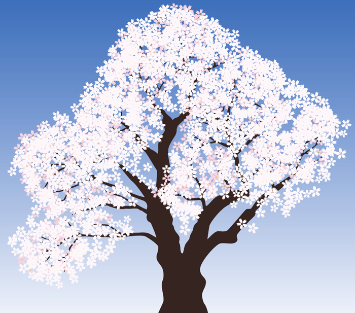 桜のイラスト花満開